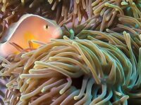 Swahili divers and gecko nature Lodge Travel Forum Reviews