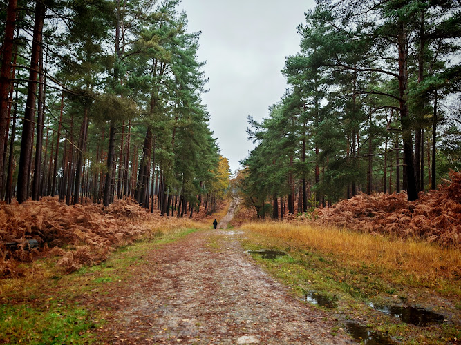 Swinley Forest