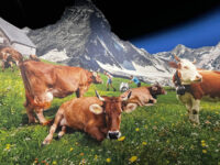 Swiss Chocolate Adventure Travel Forum Reviews
