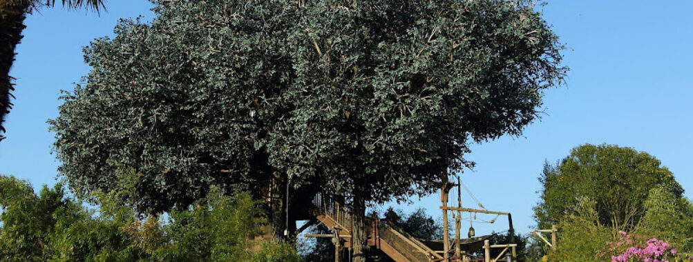 Swiss Family Treehouse 1992 Travel Forum Reviews
