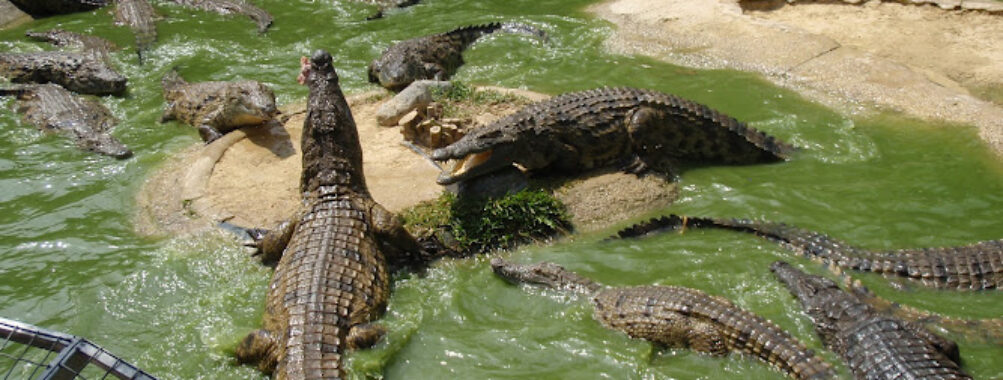 TORREMELINOS Crocodile Park Travel Forum Reviews