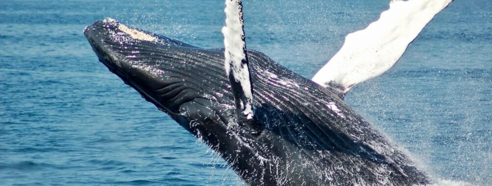 TUI Tours: Whale and dolphin watching from Trincomalee Review