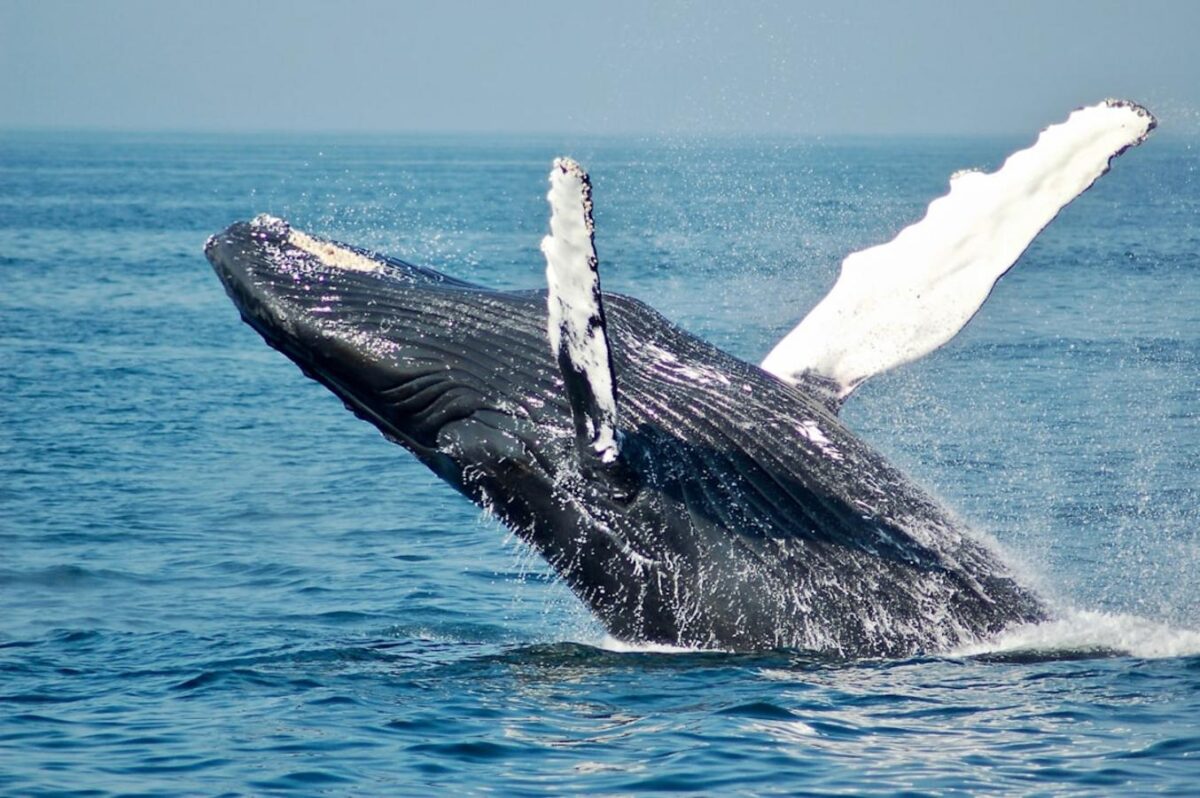 TUI Tours: Whale and dolphin watching from Trincomalee Review