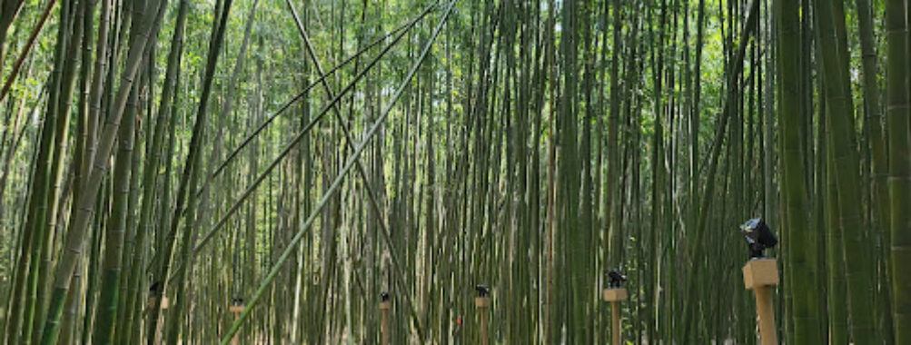 Taehwagang Bamboo Forest Travel Forum Reviews
