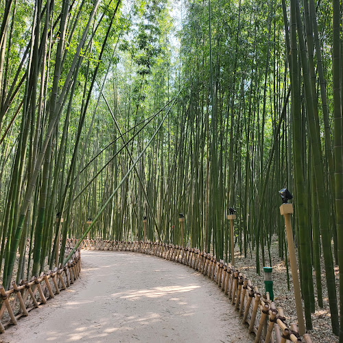 Taehwagang Bamboo Forest