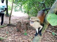Tafi Atome Monkey Sanctuary And Cultural Village Travel Forum Reviews