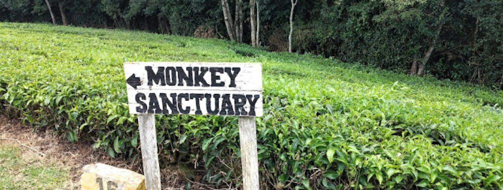 Tagabi Monkey Sanctuary Travel Forum Reviews