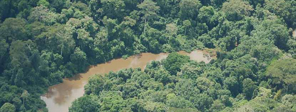 Taï National Park Travel Forum Reviews