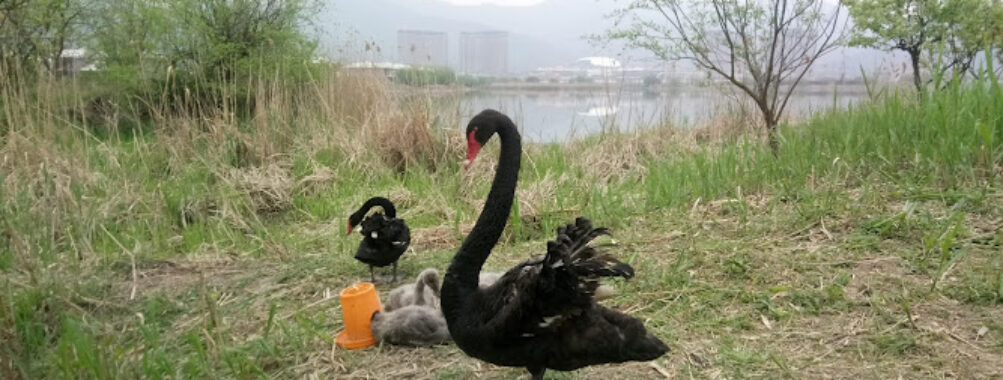 Taihu Tuying Ecology Wetland Culture Park Travel Forum Reviews