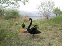 Taihu Tuying Ecology Wetland Culture Park Travel Forum Reviews