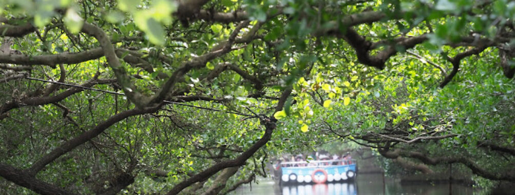 Taijiang National Park Travel Forum Reviews