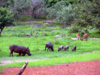 Tambacounda Region Travel Forum Reviews