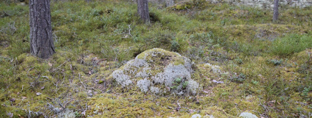 Tångbergets Naturreservat Travel Forum Reviews