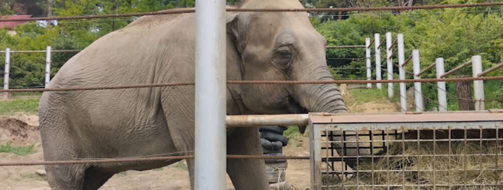 Tbilisi Zoo Travel Forum Reviews