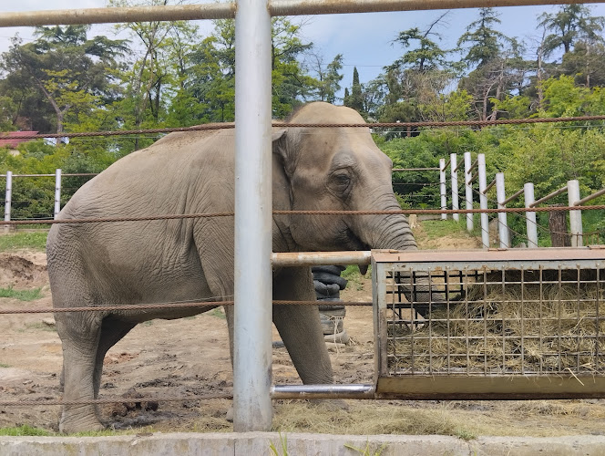 Tbilisi Zoo