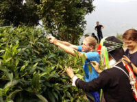Tea House of Baiyue Tribes Travel Forum Reviews