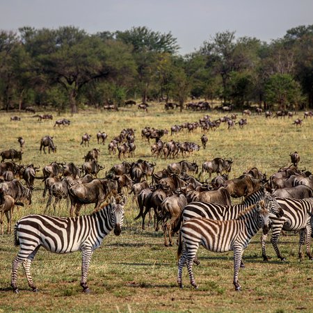 Telly Africa Safaris