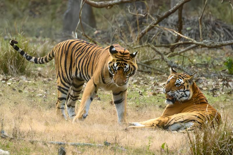 Tigers at the Kanha Tiger Reserve