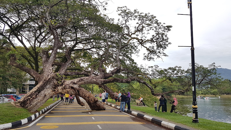 That Taiping Tree