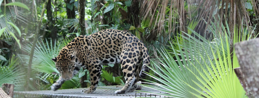 The Belize Zoo and Tropical Education Center Travel Forum Reviews