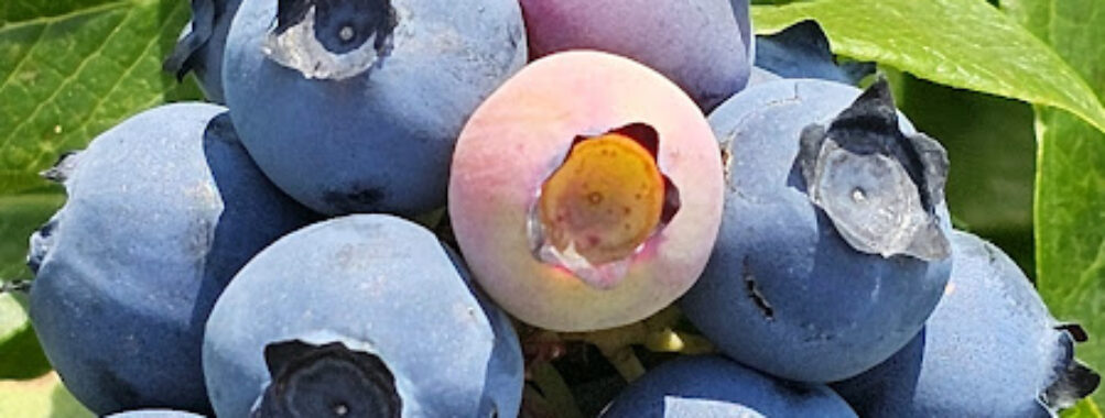 The Blueberry Patch Travel Forum Reviews