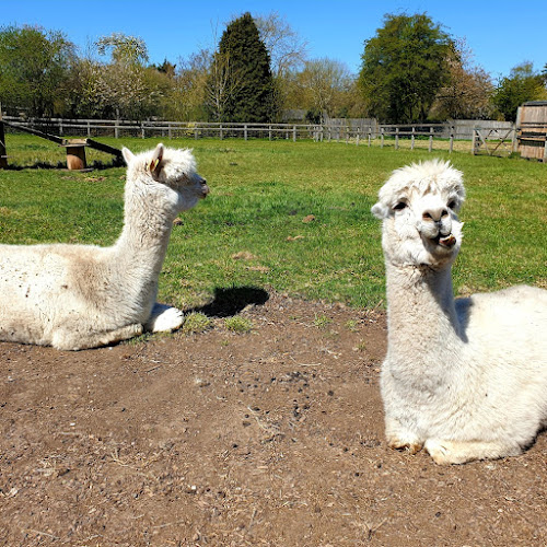 The Bucks Goat Centre