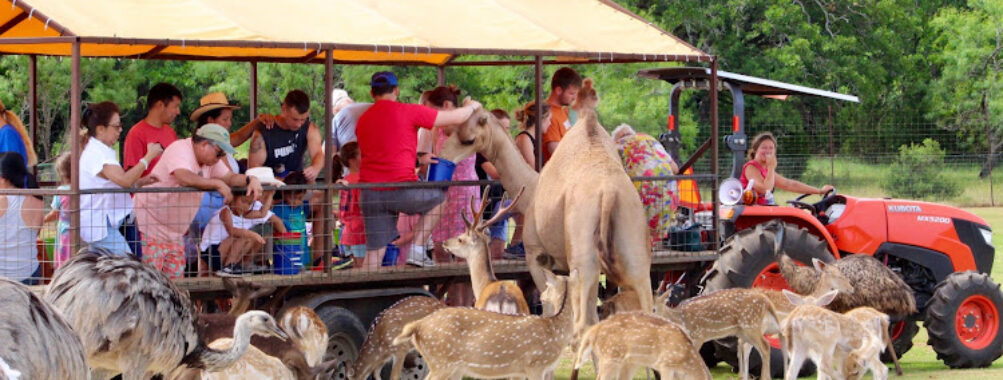 The Exotic Resort Zoo Travel Forum Reviews