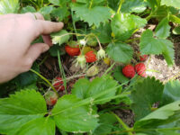 The Hanging Gardens - Vincennes Travel Forum Reviews