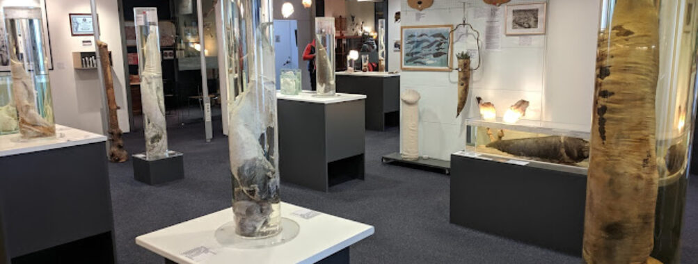 The Icelandic Phallological Museum Travel Forum Reviews