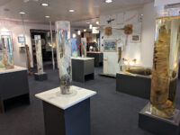 The Icelandic Phallological Museum Travel Forum Reviews