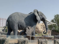 The Zoo Wild Life Park Umm Al Quwain Travel Forum Reviews