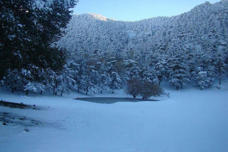 Theniet El Had National Park