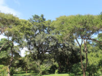 Thohoyandou Botanical Garden Travel Forum Reviews