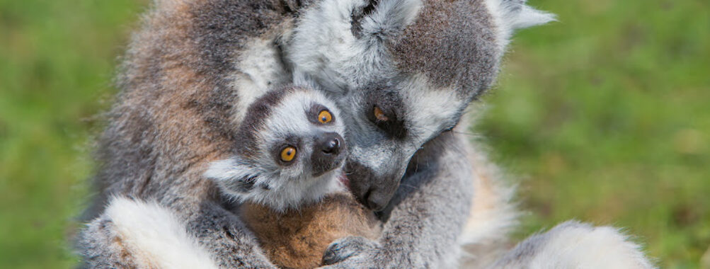 Thoiry Zoo Safari Travel Forum Reviews