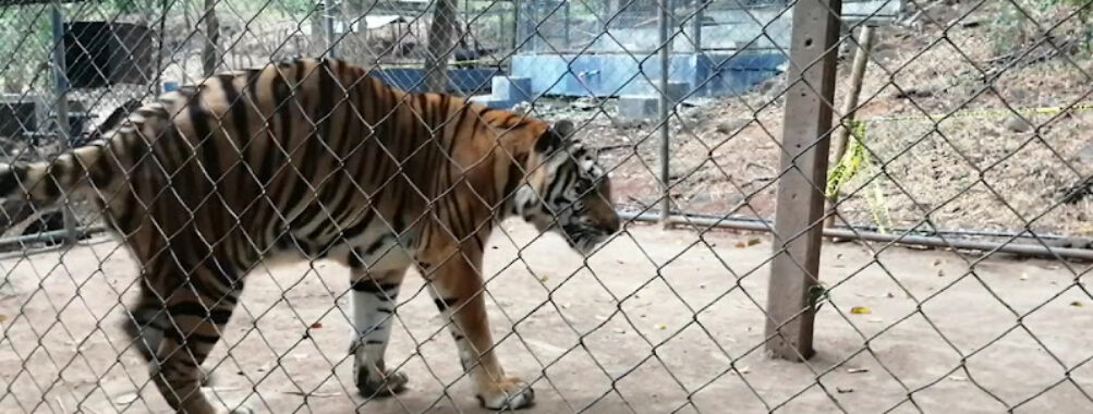 Thomas Belt Zoo Travel Forum Reviews