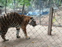 Thomas Belt Zoo Travel Forum Reviews
