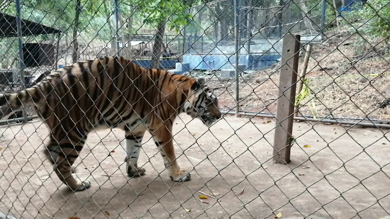 Thomas Belt Zoo