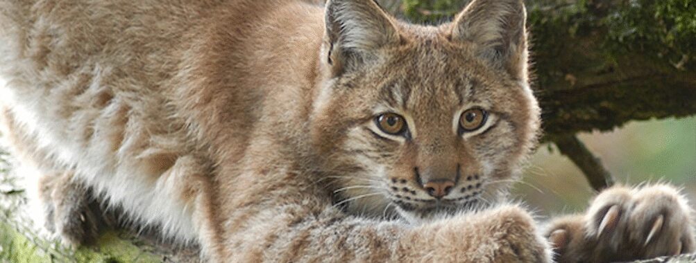 Tierpark Lange Erlen Travel Forum Reviews