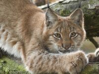 Tierpark Lange Erlen Travel Forum Reviews