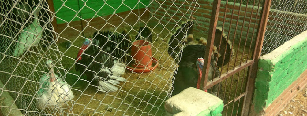 Tiger Lily Petting farm Travel Forum Reviews