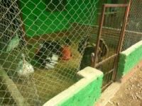 Tiger Lily Petting farm Travel Forum Reviews