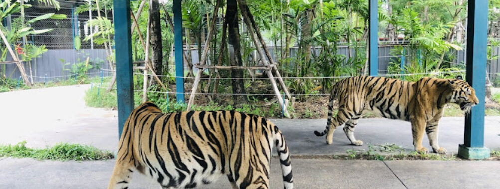 Tiger Park Pattaya Travel Forum Reviews