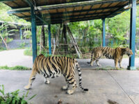 Tiger Park Pattaya Travel Forum Reviews