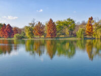 Tineretului Park Travel Forum Reviews
