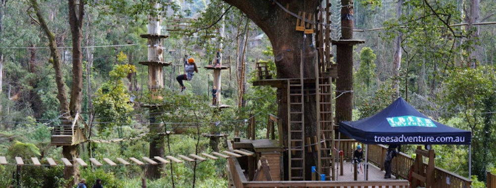 Treetops Adventure Belgrave Travel Forum Reviews