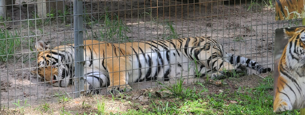 Tregembo Animal Park Travel Forum Reviews