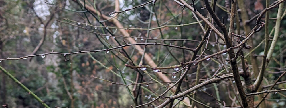 Tremains Woods Travel Forum Reviews