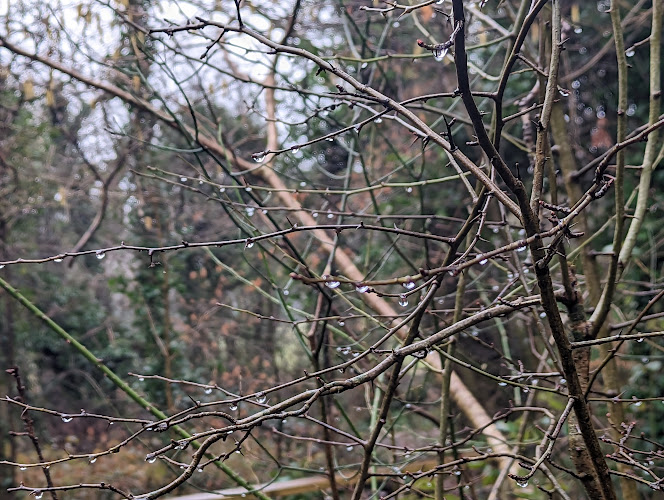 Tremains Woods