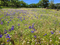 Trione-Annadel State Park Travel Forum Reviews