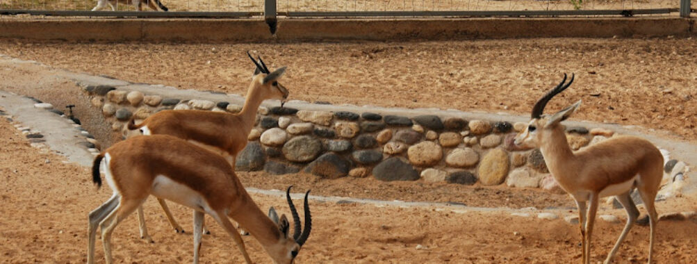 Tripoli Zoo Travel Forum Reviews